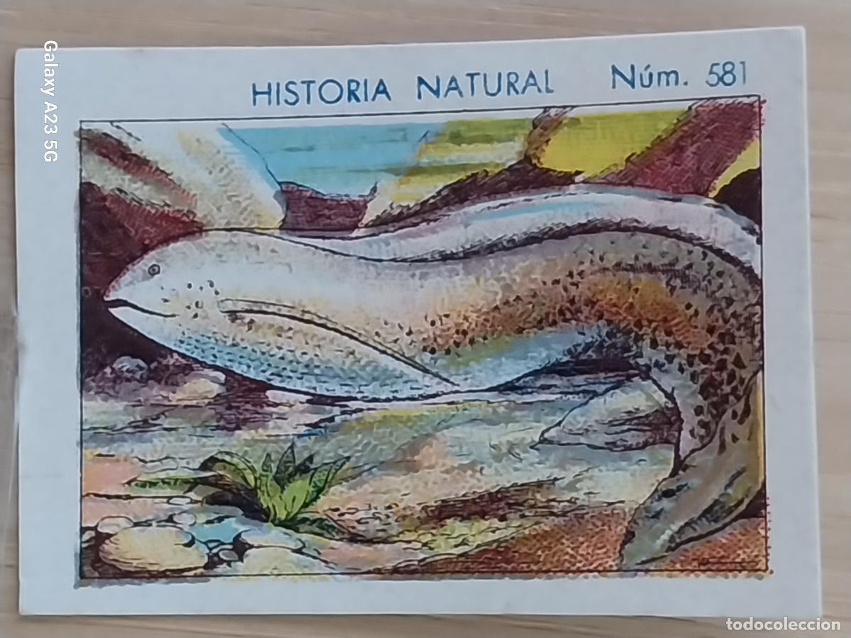 Coleccionismo cromos antiguos: PEZ DEL LODO CHOCOLATES JUNCOSA CROMO 581 SIN PEGAR NUNCA -****- HISTORIA NATURAL A&Ntilde;O 1935 5X3.5CMS