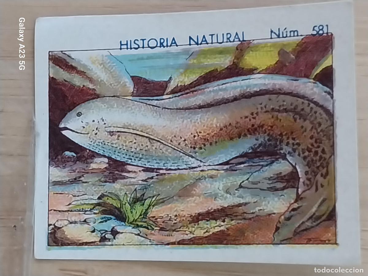 Coleccionismo cromos antiguos: PEZ DEL LODO CHOCOLATES JUNCOSA CROMO 581 SIN PEGAR NUNCA -***- HISTORIA NATURAL A&Ntilde;O 1935 5X3.5CMS