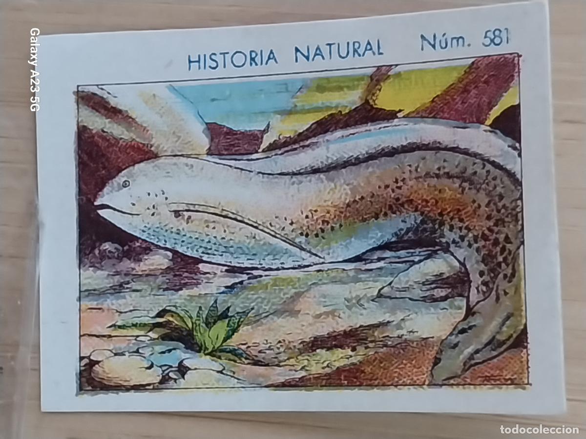 Coleccionismo cromos antiguos: PEZ DEL LODO CHOCOLATES JUNCOSA CROMO 581 SIN PEGAR NUNCA -**- HISTORIA NATURAL A&Ntilde;O 1935 5X3.5CMS