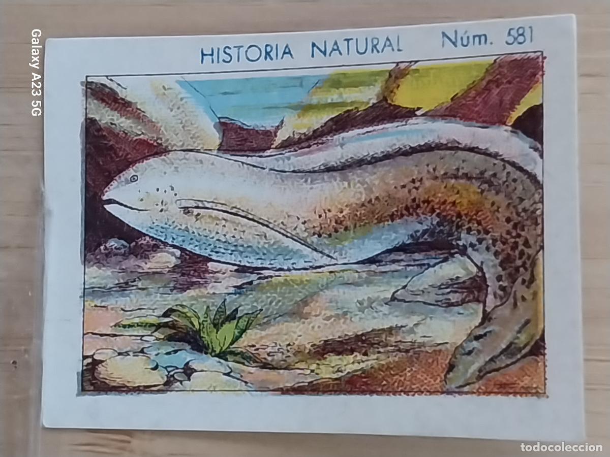 Coleccionismo cromos antiguos: PEZ DEL LODO CHOCOLATES JUNCOSA CROMO 581 SIN PEGAR NUNCA -*- HISTORIA NATURAL A&Ntilde;O 1935 5X3.5CMS