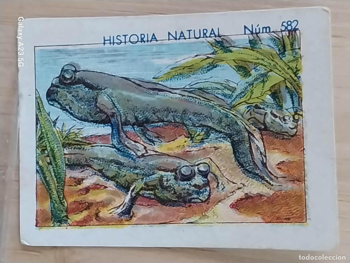 Coleccionismo cromos antiguos: SALTARIN DEL LODO CHOCOLATES JUNCOSA CROMO 582 SIN PEGAR -******- HISTORIA NATURAL A&Ntilde;O 1935 5X3.5CMS