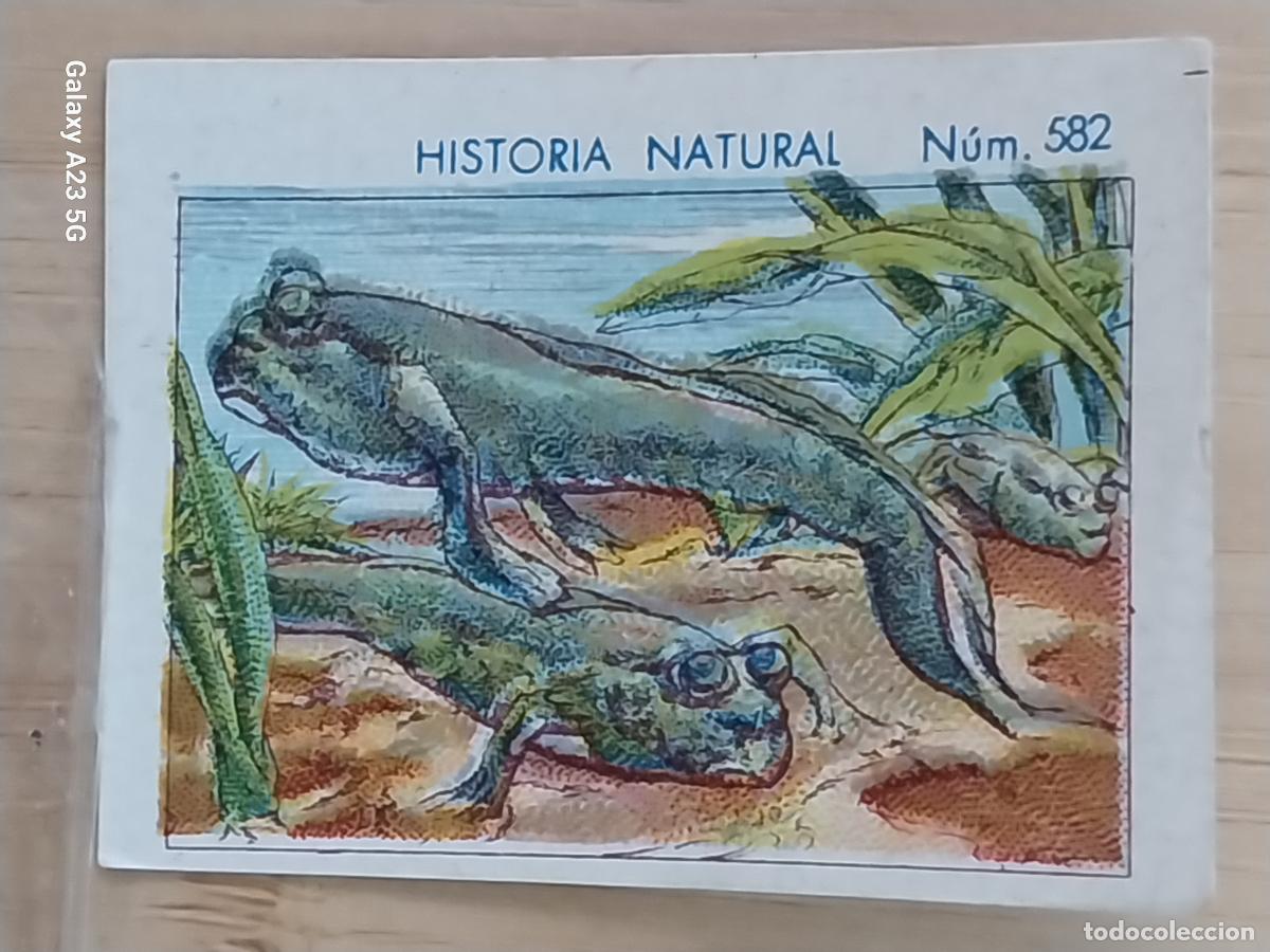 Coleccionismo cromos antiguos: SALTARIN DEL LODO CHOCOLATES JUNCOSA CROMO 582 SIN PEGAR -*****- HISTORIA NATURAL A&Ntilde;O 1935 5X3.5CMS