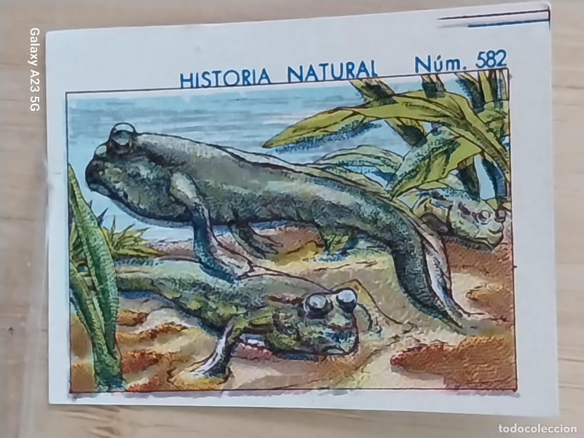 Coleccionismo cromos antiguos: SALTARIN DEL LODO CHOCOLATES JUNCOSA CROMO 582 SIN PEGAR -****- HISTORIA NATURAL A&Ntilde;O 1935 5X3.5CMS