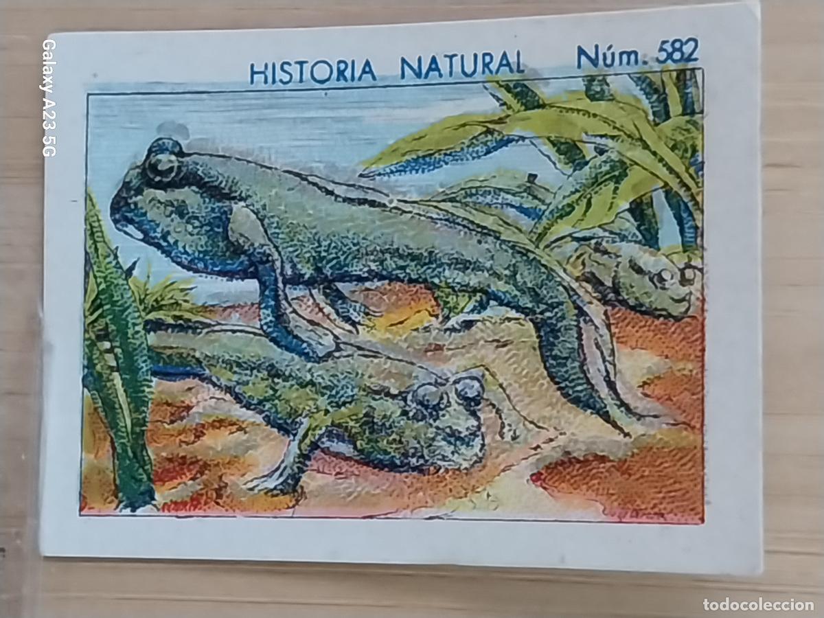 Coleccionismo cromos antiguos: SALTARIN DEL LODO CHOCOLATES JUNCOSA CROMO 582 SIN PEGAR -***- HISTORIA NATURAL A&Ntilde;O 1935 5X3.5CMS