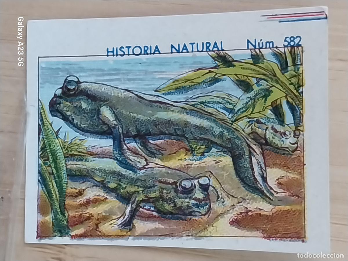 Coleccionismo cromos antiguos: SALTARIN DEL LODO CHOCOLATES JUNCOSA CROMO 582 SIN PEGAR -**- HISTORIA NATURAL A&Ntilde;O 1935 5X3.5CMS