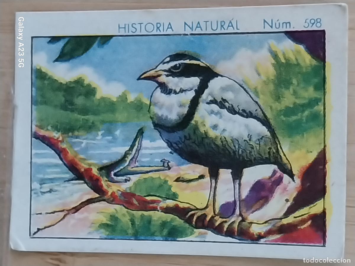 Sammeln alte Sammelbilder: PLUVIAL CHOCOLATES JUNCOSA CROMO 598 SIN PEGAR -*...*- HISTORIA NATURAL A&Ntilde;O 1935 5X3.5CMS