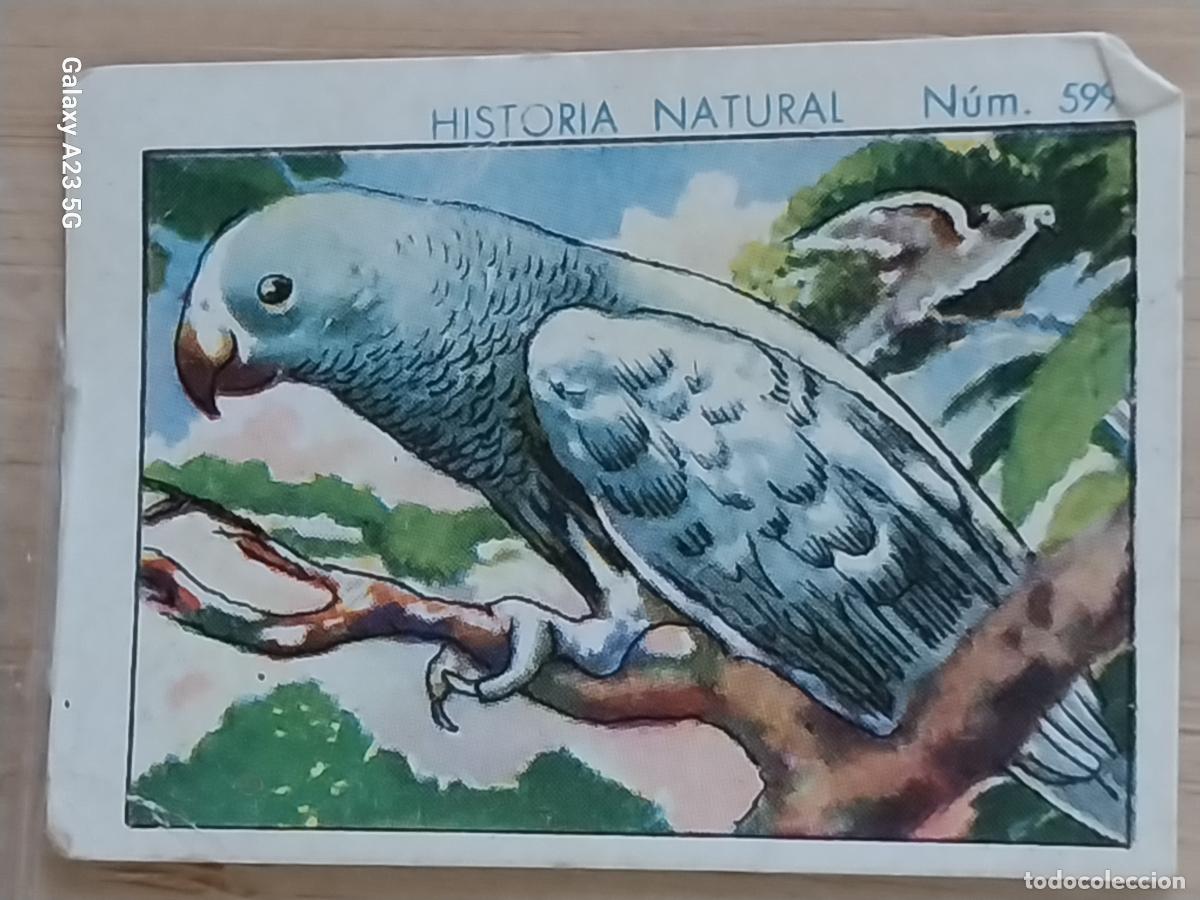 Sammeln alte Sammelbilder: PAPAGAYO CHOCOLATES JUNCOSA CROMO 599 SIN PEGAR -*.*****..*- HISTORIA NATURAL A&Ntilde;O 1935 5X3.5CMS