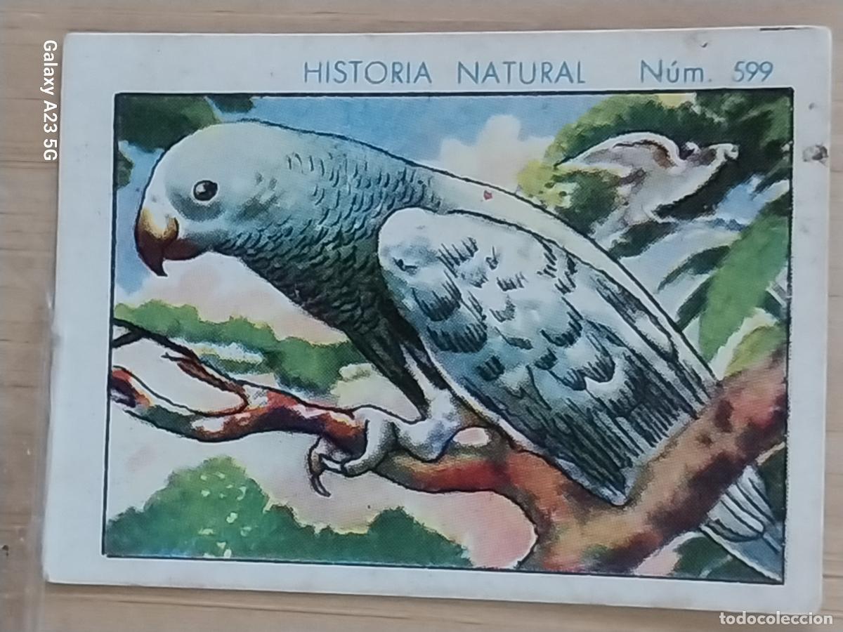Coleccionismo cromos antiguos: PAPAGAYO CHOCOLATES JUNCOSA CROMO 599 SIN PEGAR -*.****..*- HISTORIA NATURAL A&Ntilde;O 1935 5X3.5CMS