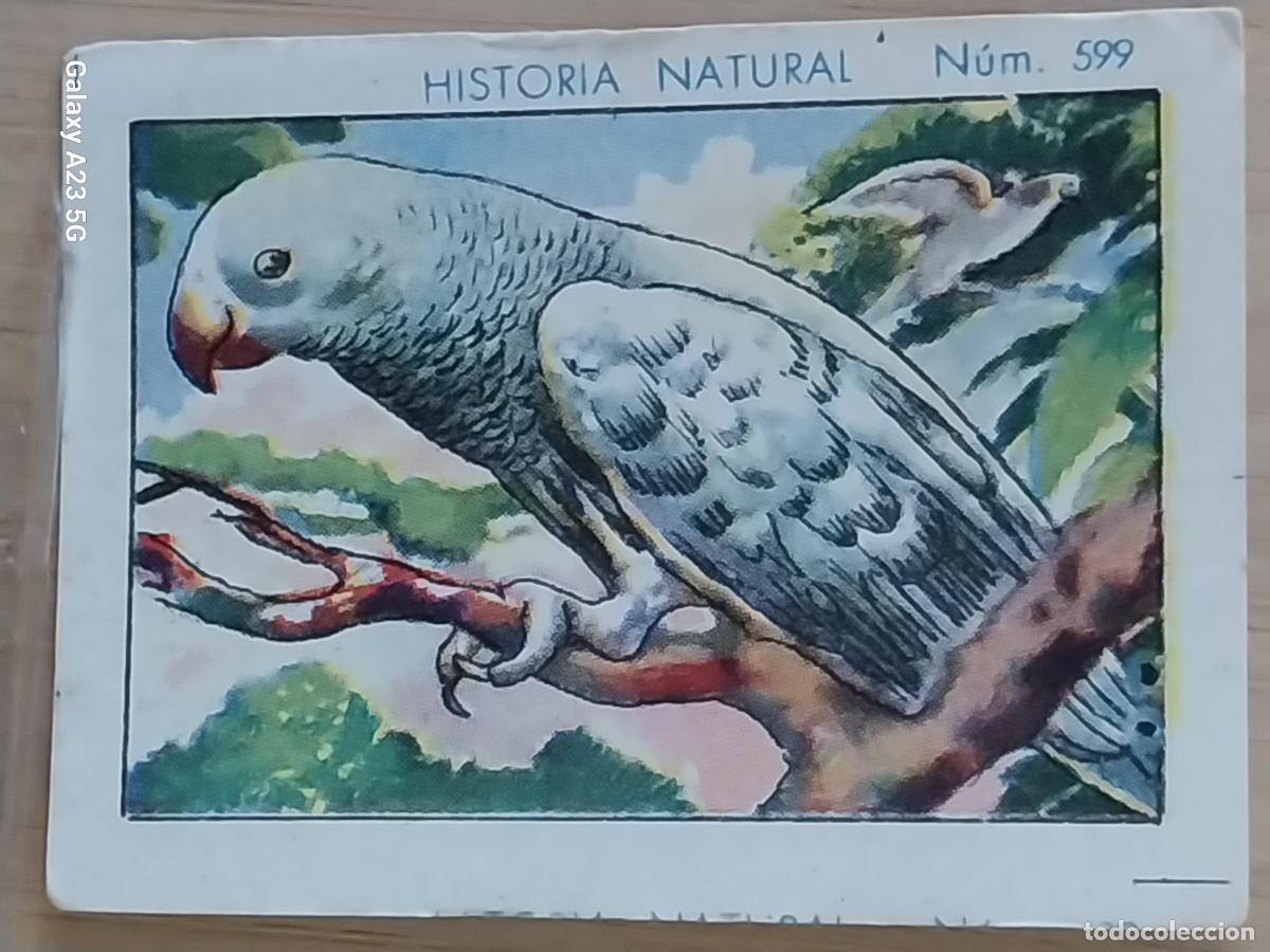 Coleccionismo cromos antiguos: PAPAGAYO CHOCOLATES JUNCOSA CROMO 599 SIN PEGAR -*.***..*- HISTORIA NATURAL A&Ntilde;O 1935 5X3.5CMS