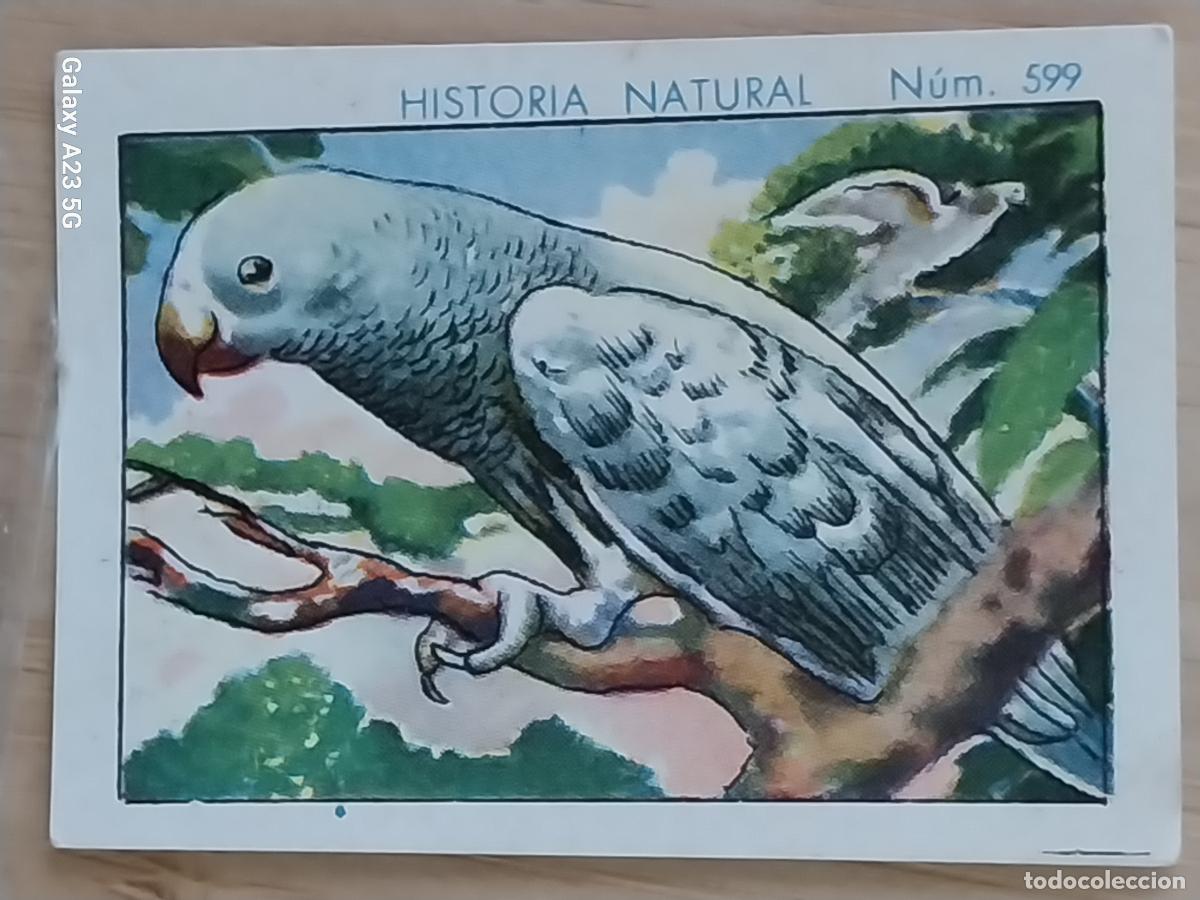 Coleccionismo cromos antiguos: PAPAGAYO CHOCOLATES JUNCOSA CROMO 599 SIN PEGAR -*.**..*- HISTORIA NATURAL A&Ntilde;O 1935 5X3.5CMS