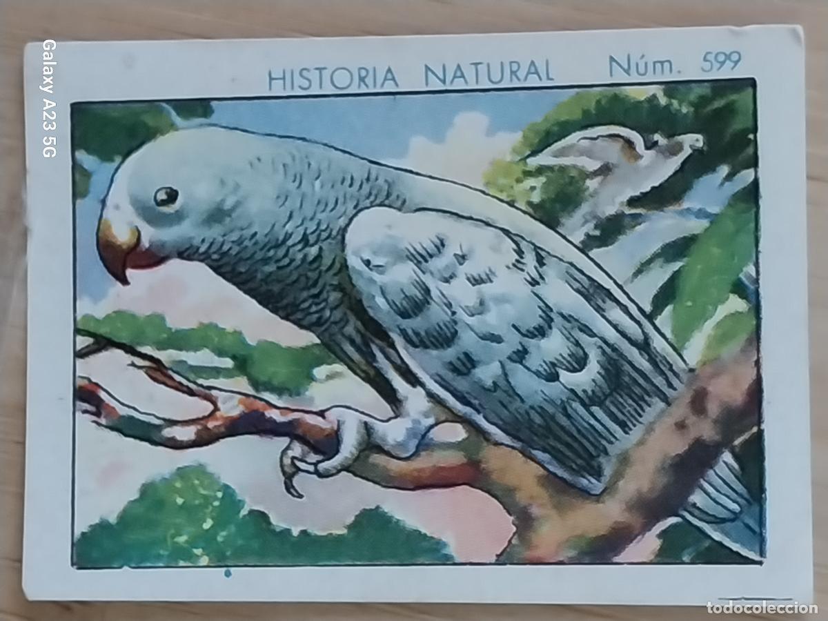Coleccionismo cromos antiguos: PAPAGAYO CHOCOLATES JUNCOSA CROMO 599 SIN PEGAR -*.*..*- HISTORIA NATURAL A&Ntilde;O 1935 5X3.5CMS