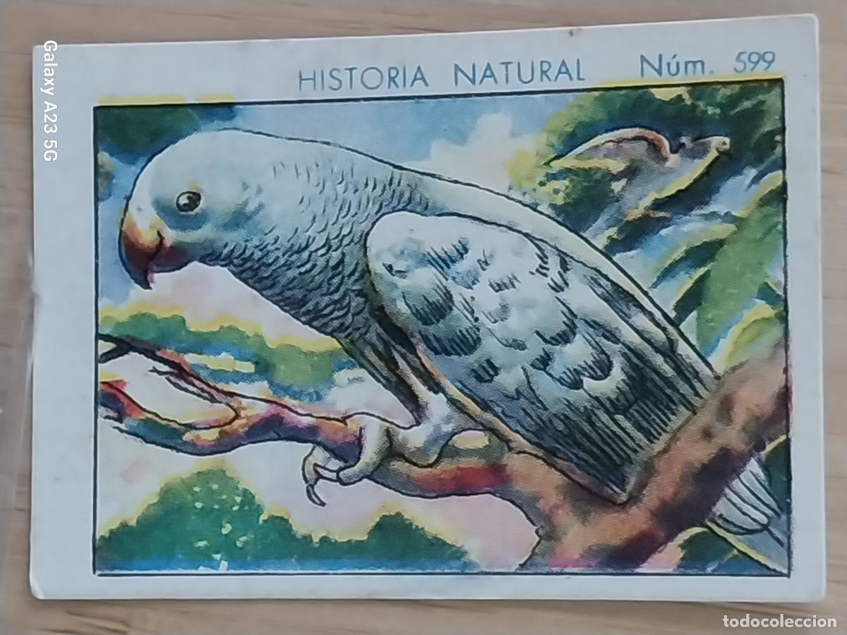Coleccionismo cromos antiguos: PAPAGAYO CHOCOLATES JUNCOSA CROMO 599 SIN PEGAR -*...*- HISTORIA NATURAL A&Ntilde;O 1935 5X3.5CMS