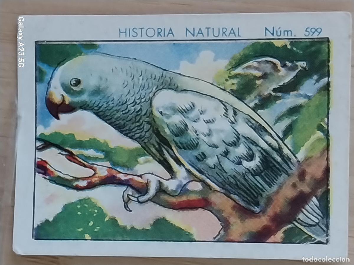 Coleccionismo cromos antiguos: PAPAGAYO CHOCOLATES JUNCOSA CROMO 599 SIN PEGAR -*..*- HISTORIA NATURAL A&Ntilde;O 1935 5X3.5CMS