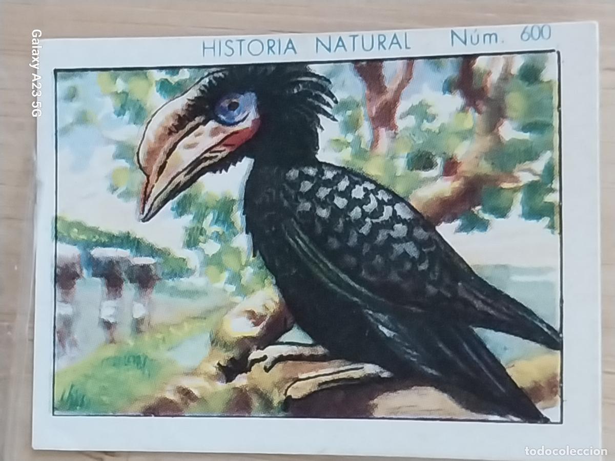 Coleccionismo cromos antiguos: BUCERO BICORNIO CHOCOLATES JUNCOSA CROMO 600 SIN PEGAR -*..*- HISTORIA NATURAL A&Ntilde;O 1935 5X3.5CMS