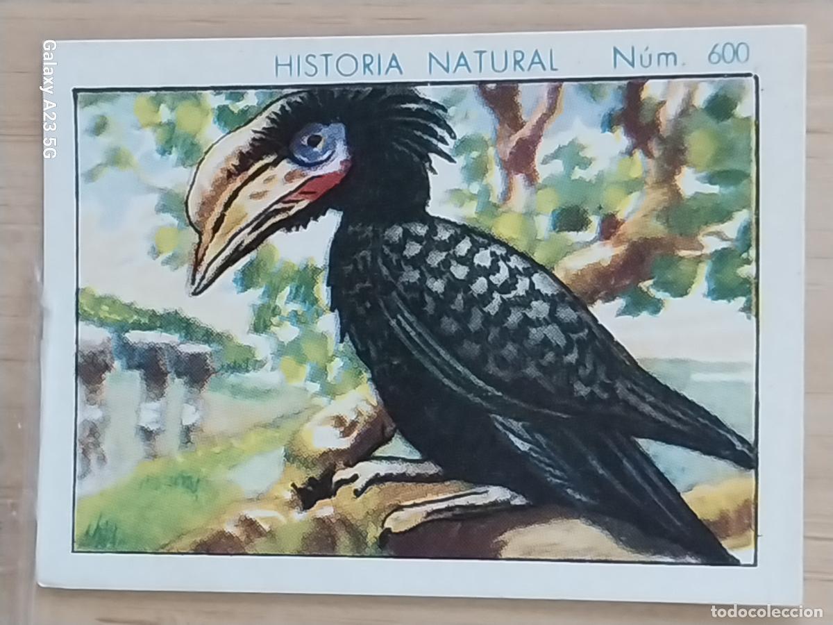 Coleccionismo cromos antiguos: BUCERO BICORNIO CHOCOLATES JUNCOSA CROMO 600 SIN PEGAR -*.*- HISTORIA NATURAL A&Ntilde;O 1935 5X3.5CMS