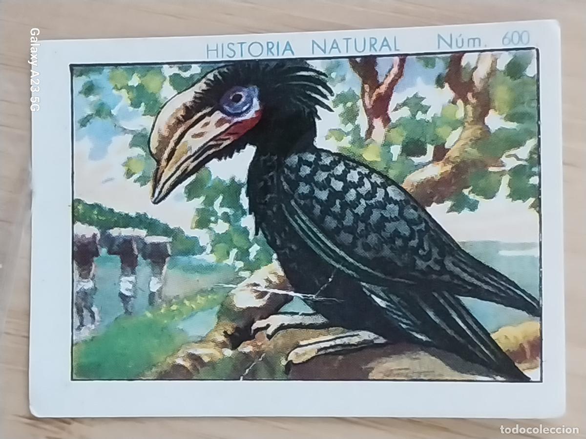 Coleccionismo cromos antiguos: BUCERO BICORNIO CHOCOLATES JUNCOSA CROMO 600 SIN PEGAR -**- HISTORIA NATURAL A&Ntilde;O 1935 5X3.5CMS
