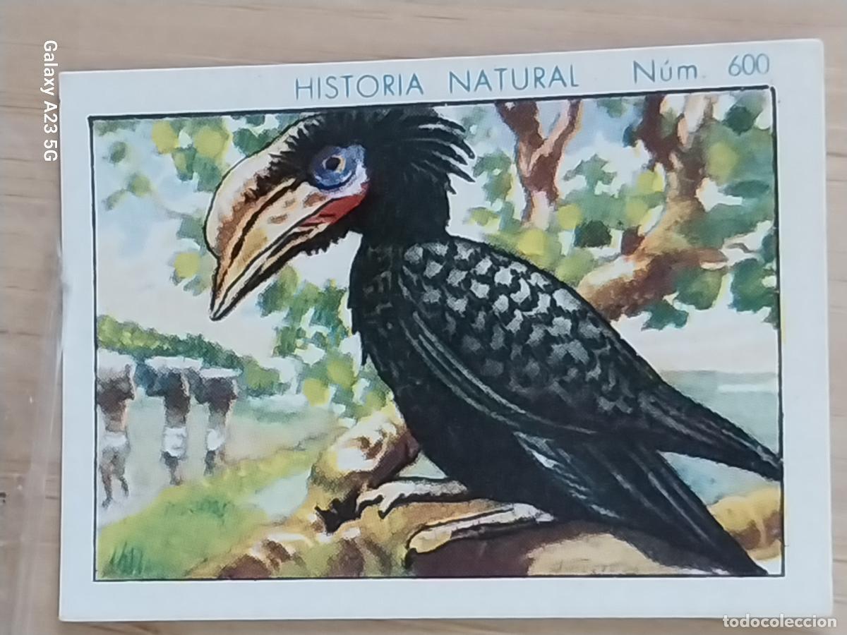 Coleccionismo cromos antiguos: BUCERO BICORNIO CHOCOLATES JUNCOSA CROMO 600 SIN PEGAR -*------*- HISTORIA NATURAL A&Ntilde;O 1935 5X3.5CMS