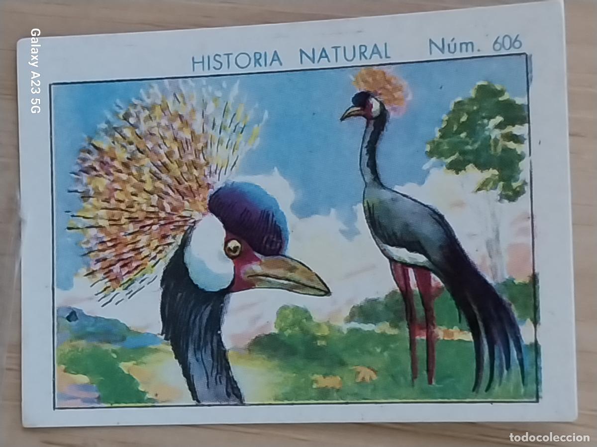 Coleccionismo cromos antiguos: GRULLA CORONADA CHOCOLATES JUNCOSA CROMO 606 SIN PEGAR -*------*- HISTORIA NATURAL A&Ntilde;O 1935 5X3.5CMS