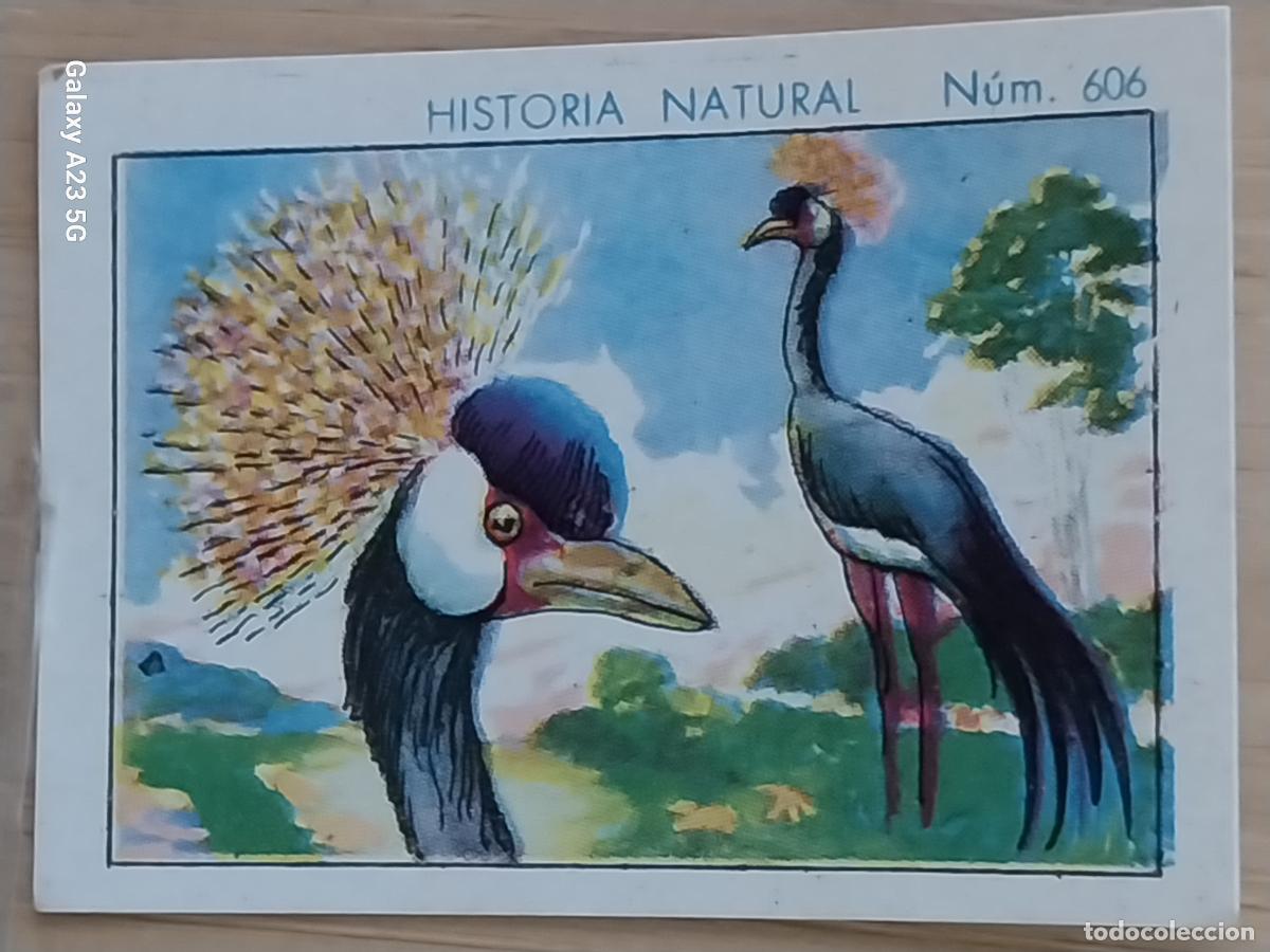 Coleccionismo cromos antiguos: GRULLA CORONADA CHOCOLATES JUNCOSA CROMO 606 SIN PEGAR -*-----*- HISTORIA NATURAL A&Ntilde;O 1935 5X3.5CMS
