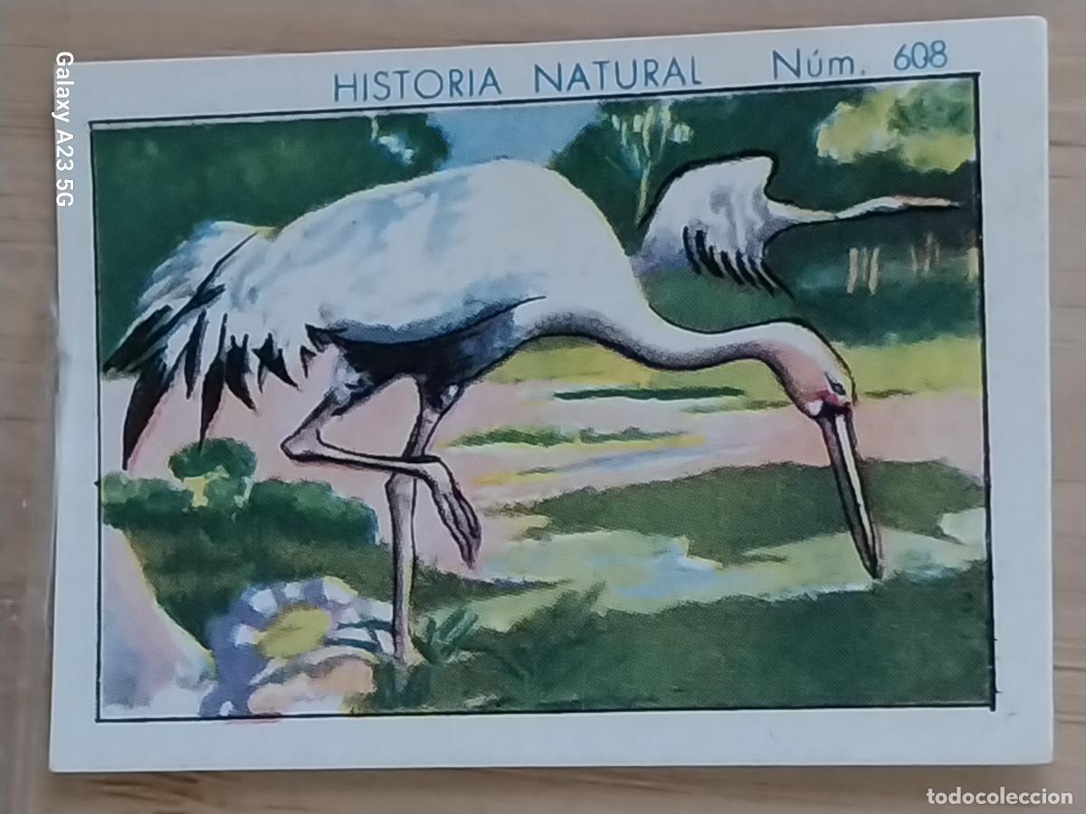 Coleccionismo cromos antiguos: GRULLA CHOCOLATES JUNCOSA CROMO 608 SIN PEGAR -*-----*- HISTORIA NATURAL A&Ntilde;O 1935 5X3.5CMS