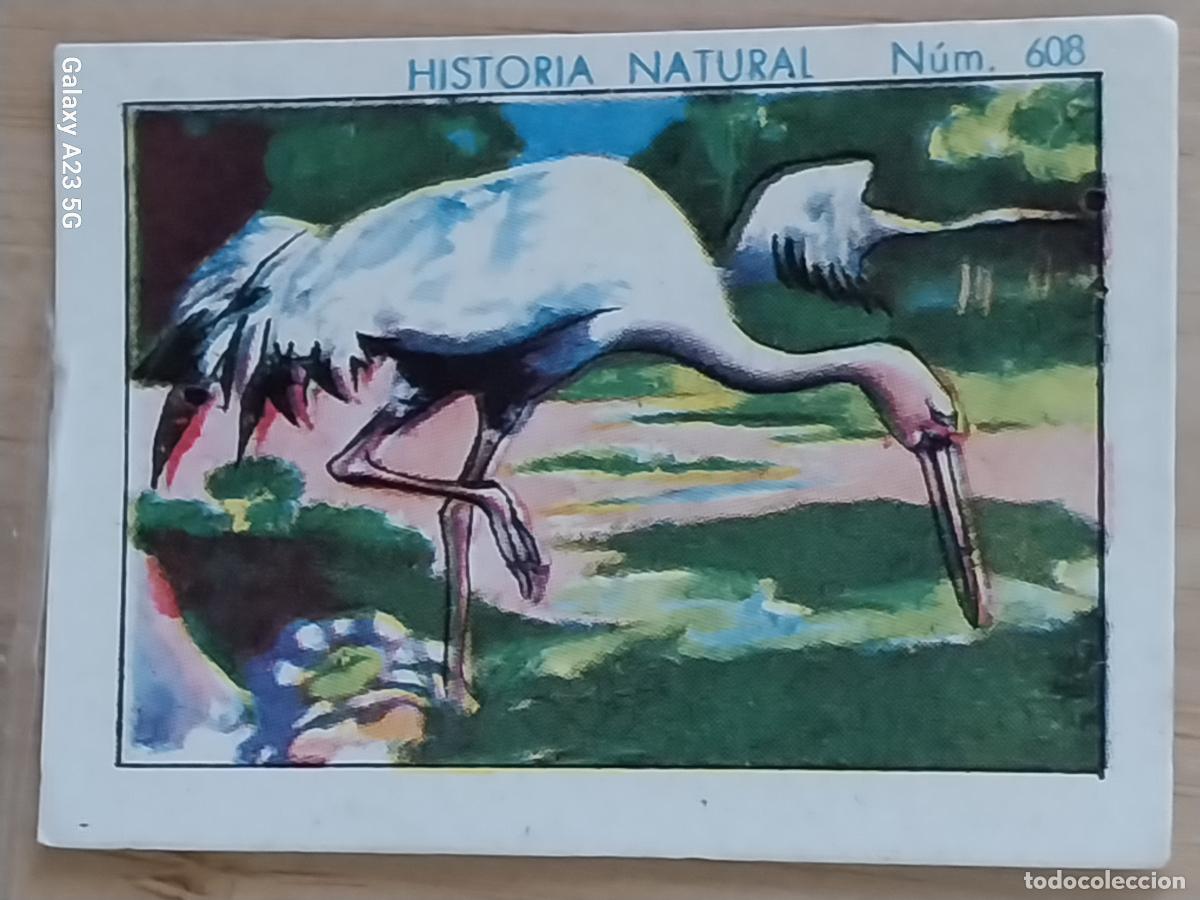 Coleccionismo cromos antiguos: GRULLA CHOCOLATES JUNCOSA CROMO 608 SIN PEGAR -*----*- HISTORIA NATURAL A&Ntilde;O 1935 5X3.5CMS