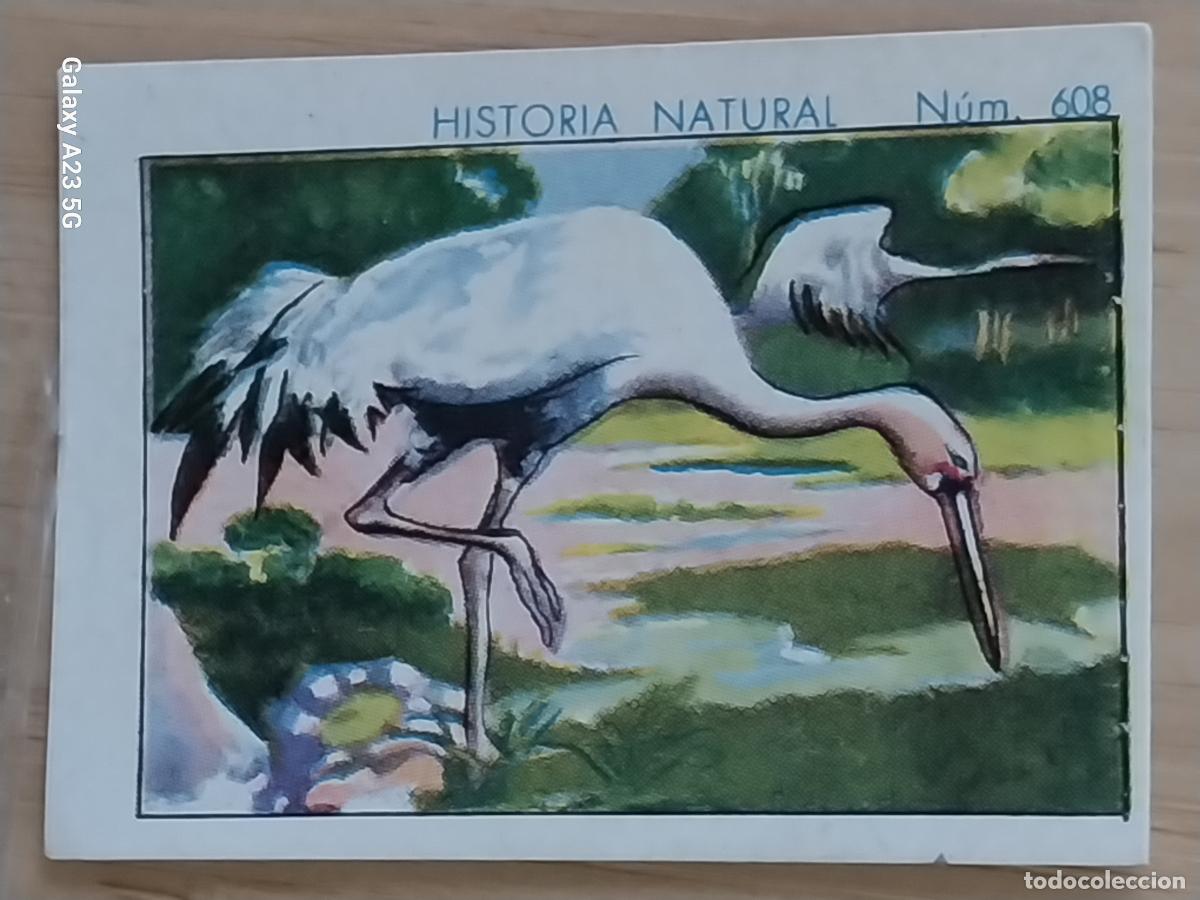 Coleccionismo cromos antiguos: GRULLA CHOCOLATES JUNCOSA CROMO 608 SIN PEGAR -*---*- HISTORIA NATURAL A&Ntilde;O 1935 5X3.5CMS