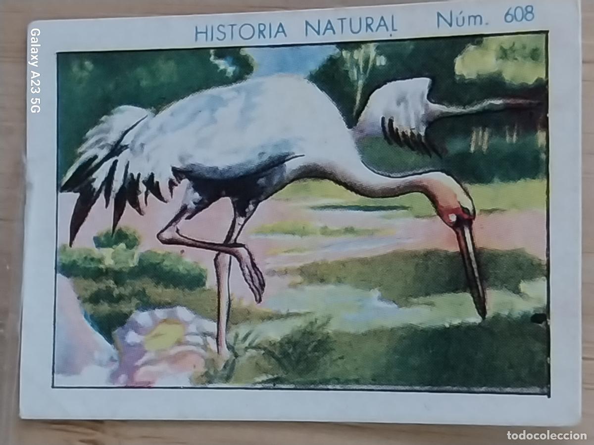 Coleccionismo cromos antiguos: GRULLA CHOCOLATES JUNCOSA CROMO 608 SIN PEGAR -*--*- HISTORIA NATURAL A&Ntilde;O 1935 5X3.5CMS