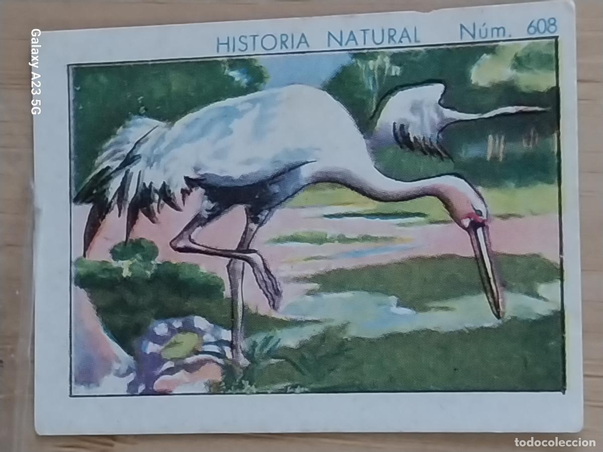 Coleccionismo cromos antiguos: GRULLA CHOCOLATES JUNCOSA CROMO 608 SIN PEGAR -*-*- HISTORIA NATURAL A&Ntilde;O 1935 5X3.5CMS