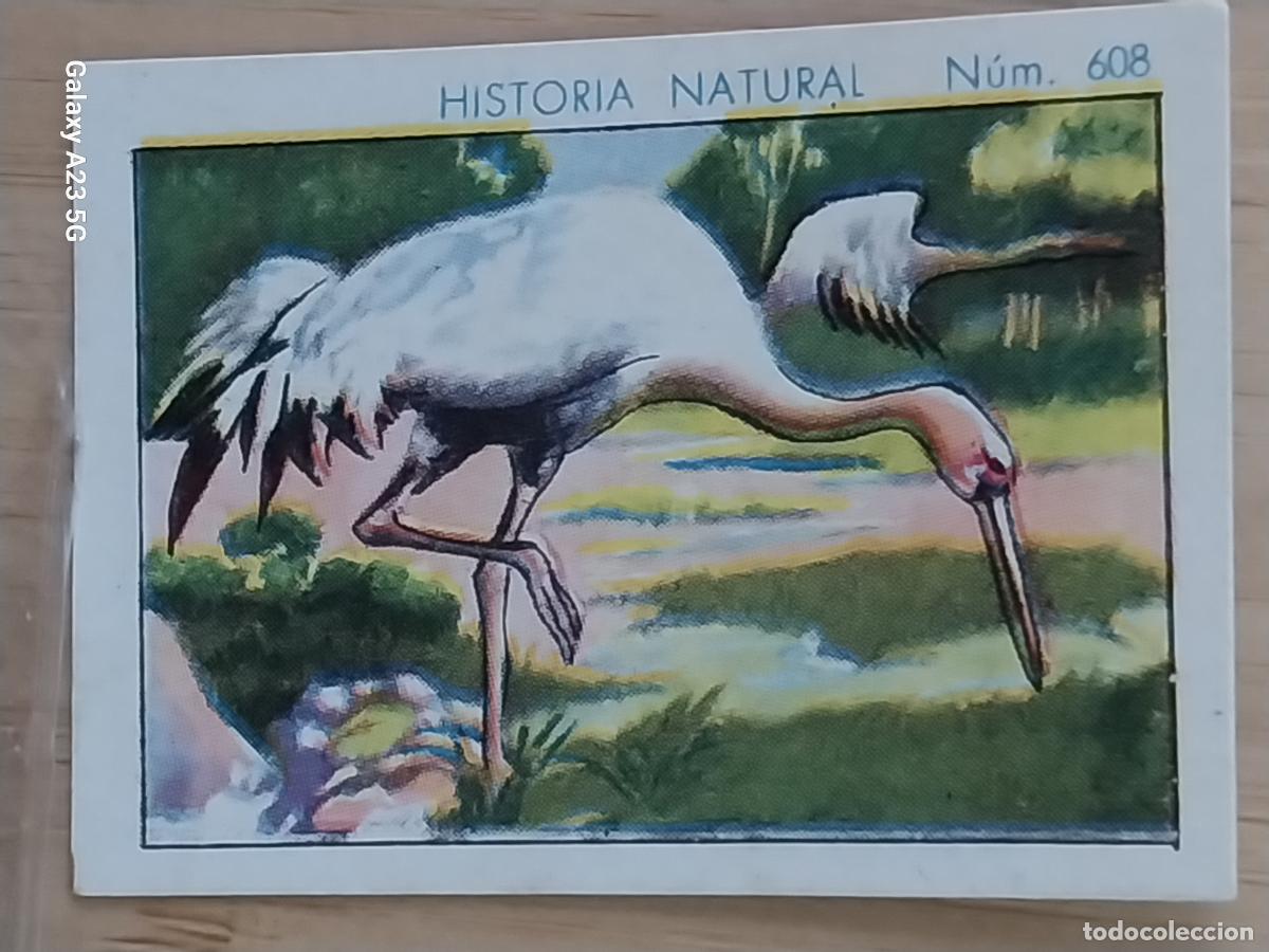Coleccionismo cromos antiguos: GRULLA CHOCOLATES JUNCOSA CROMO 608 SIN PEGAR -**- HISTORIA NATURAL A&Ntilde;O 1935 5X3.5CMS