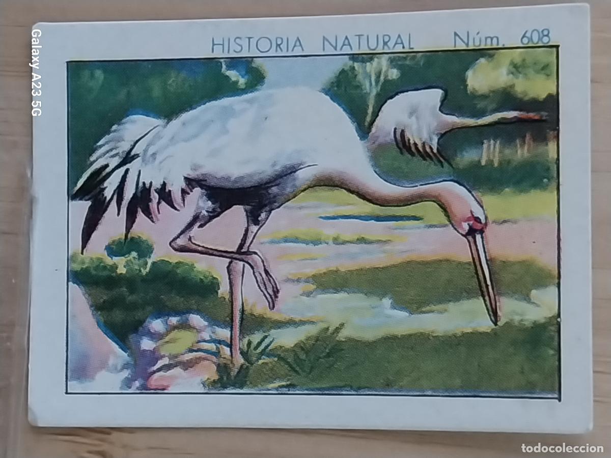 Coleccionismo cromos antiguos: GRULLA CHOCOLATES JUNCOSA CROMO 608 SIN PEGAR -*.............*- HISTORIA NATURAL A&Ntilde;O 1935 5X3.5CMS