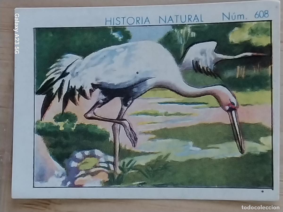 Coleccionismo cromos antiguos: GRULLA CHOCOLATES JUNCOSA CROMO 608 SIN PEGAR -*............*- HISTORIA NATURAL A&Ntilde;O 1935 5X3.5CMS