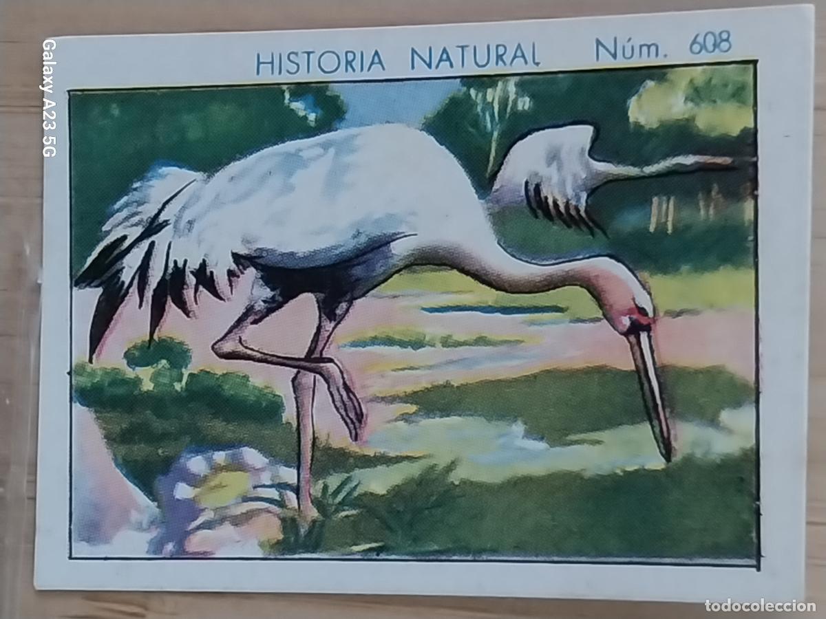 Coleccionismo cromos antiguos: GRULLA CHOCOLATES JUNCOSA CROMO 608 SIN PEGAR -*...........*- HISTORIA NATURAL A&Ntilde;O 1935 5X3.5CMS