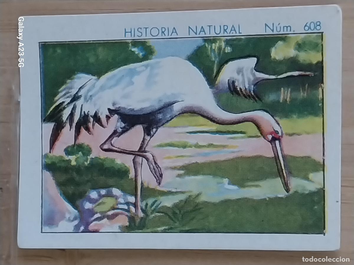 Coleccionismo cromos antiguos: GRULLA CHOCOLATES JUNCOSA CROMO 608 SIN PEGAR -*..........*- HISTORIA NATURAL A&Ntilde;O 1935 5X3.5CMS