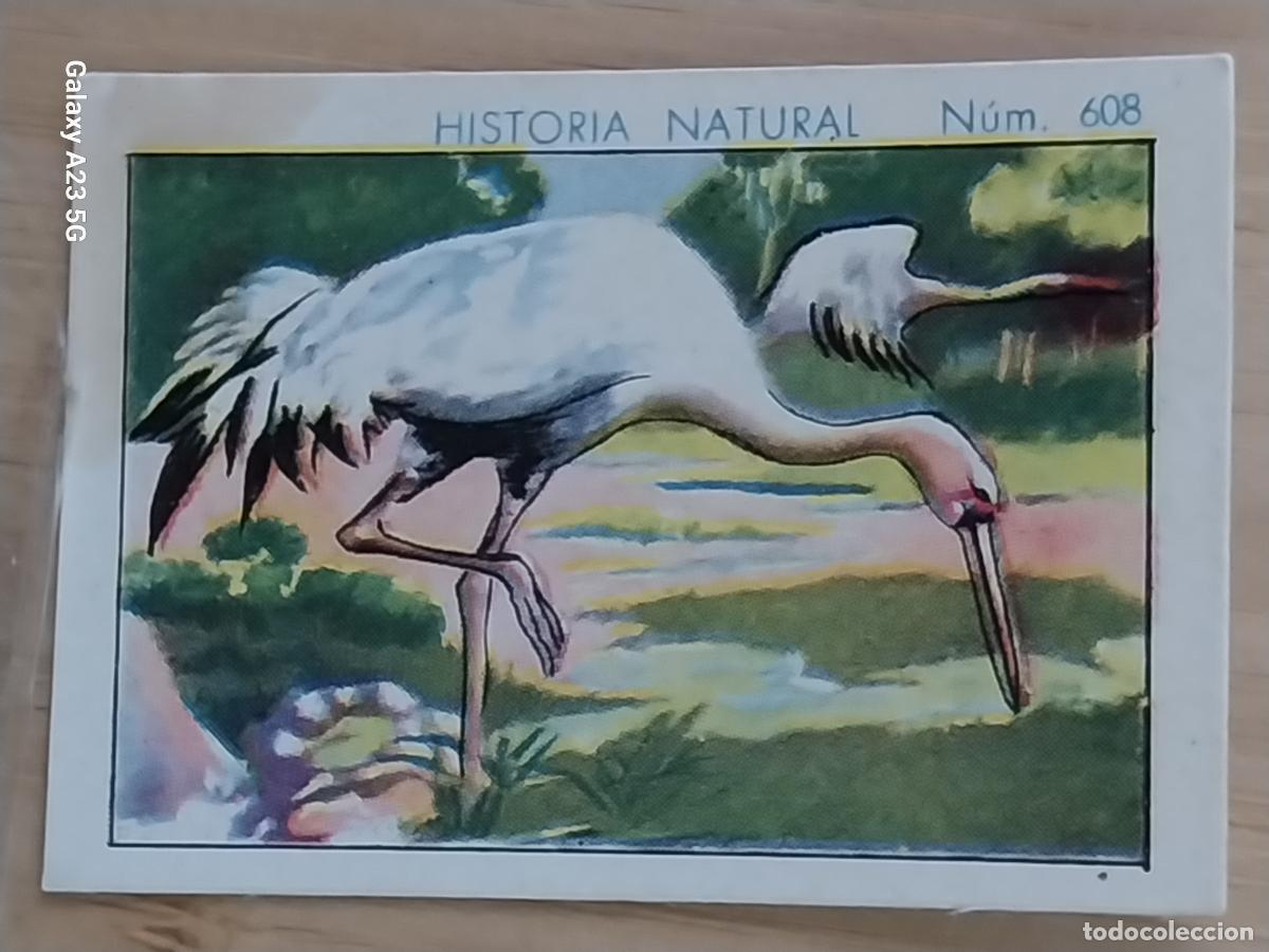 Coleccionismo cromos antiguos: GRULLA CHOCOLATES JUNCOSA CROMO 608 SIN PEGAR -*.........*- HISTORIA NATURAL A&Ntilde;O 1935 5X3.5CMS