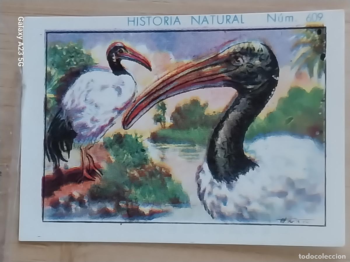 Coleccionismo cromos antiguos: IBIS CHOCOLATES JUNCOSA CROMO 609 SIN PEGAR -*.........*- HISTORIA NATURAL A&Ntilde;O 1935 5X3.5CMS