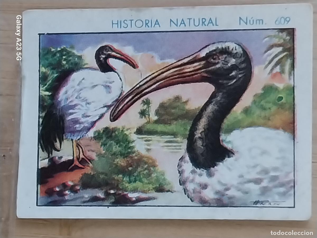 Coleccionismo cromos antiguos: IBIS CHOCOLATES JUNCOSA CROMO 609 SIN PEGAR -*........*- HISTORIA NATURAL A&Ntilde;O 1935 5X3.5CMS