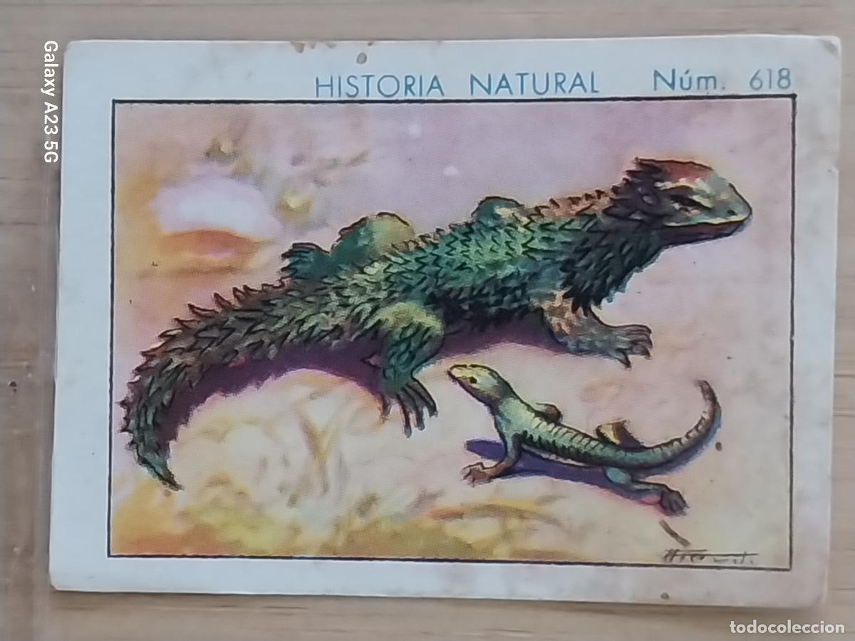 Coleccionismo cromos antiguos: ZONURO GIGANTECHOCOLATES JUNCOSA CROMO 618 SIN PEGAR -*........*- HISTORIA NATURAL A&Ntilde;O 1935 5X3.5CMS