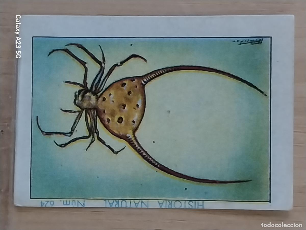 Coleccionismo cromos antiguos: ARA&Ntilde;A CORNUDA CHOCOLATE JUNCOSA CROMO 624 SIN PEGAR -*...*- HISTORIA NATURAL A&Ntilde;O 1935 5X3.5CM