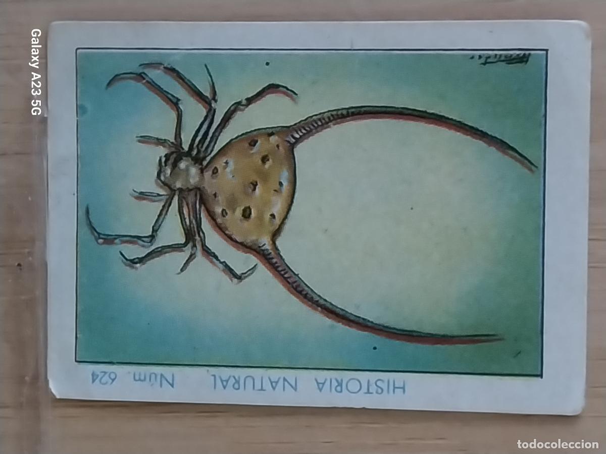 Coleccionismo cromos antiguos: ARA&Ntilde;A CORNUDA CHOCOLATE JUNCOSA CROMO 624 SIN PEGAR -*.*- HISTORIA NATURAL A&Ntilde;O 1935 5X3.5CM