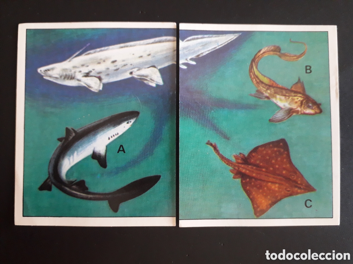 Coleccionismo cromos antiguos: DINOSAURS / DINOSAURIOS N&deg; 39 Y 40 PANINI 1992 SIN PEGAR PEDIDO M&Iacute;NIMO 3&euro;