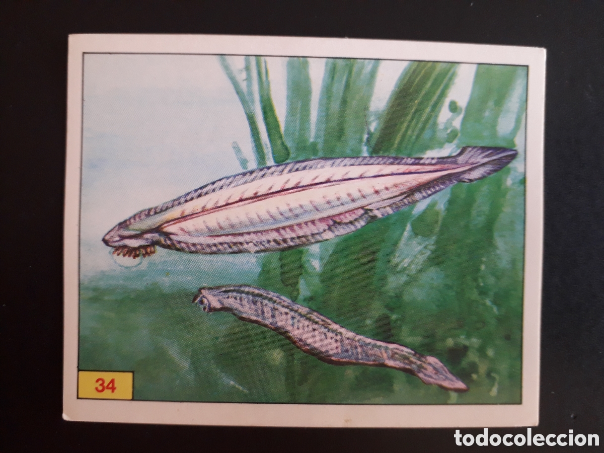 Coleccionismo cromos antiguos: DINOSAURS / DINOSAURIOS N&deg; 34 PANINI 1992 SIN PEGAR PEDIDO M&Iacute;NIMO 3&euro;