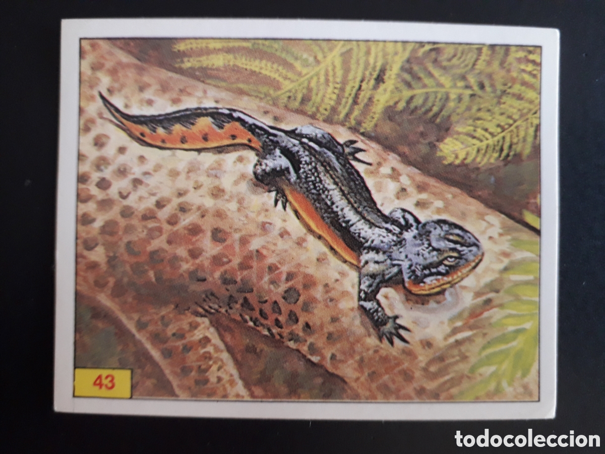 Coleccionismo cromos antiguos: DINOSAURS / DINOSAURIOS N&deg; 43 PANINI 1992 SIN PEGAR PEDIDO M&Iacute;NIMO 3&euro;.