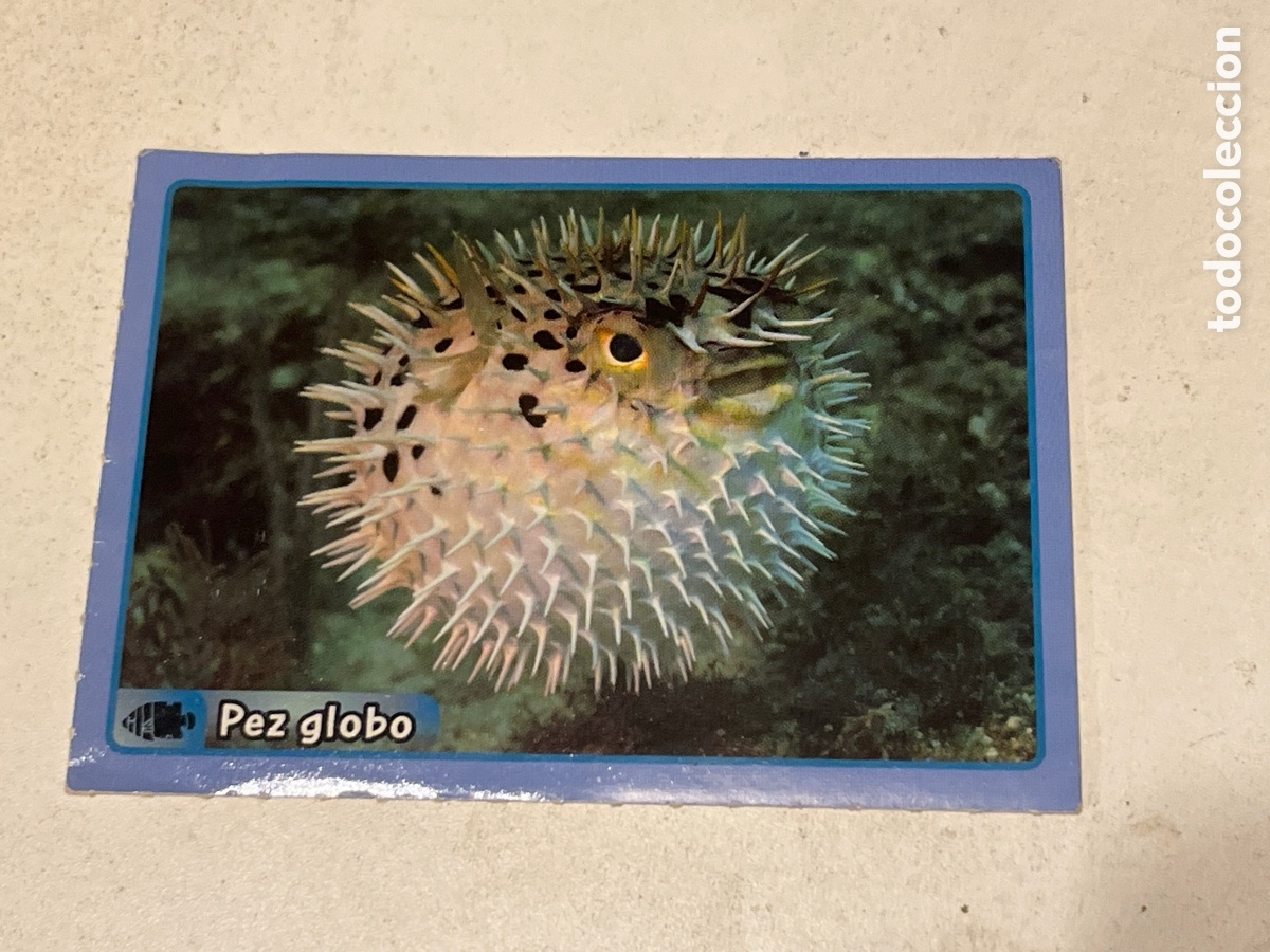 Coleccionismo cromos antiguos: Cromo Panini Animales de El Gran &Aacute;lbum del Mundo Animal 2013 N&ordm;303 Pez Globo