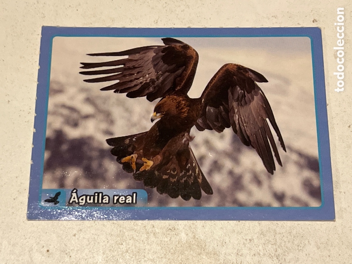 Coleccionismo cromos antiguos: Cromo Panini Animales de El Gran &Aacute;lbum del Mundo Animal 2013 N&deg;182 &Aacute;guila Real