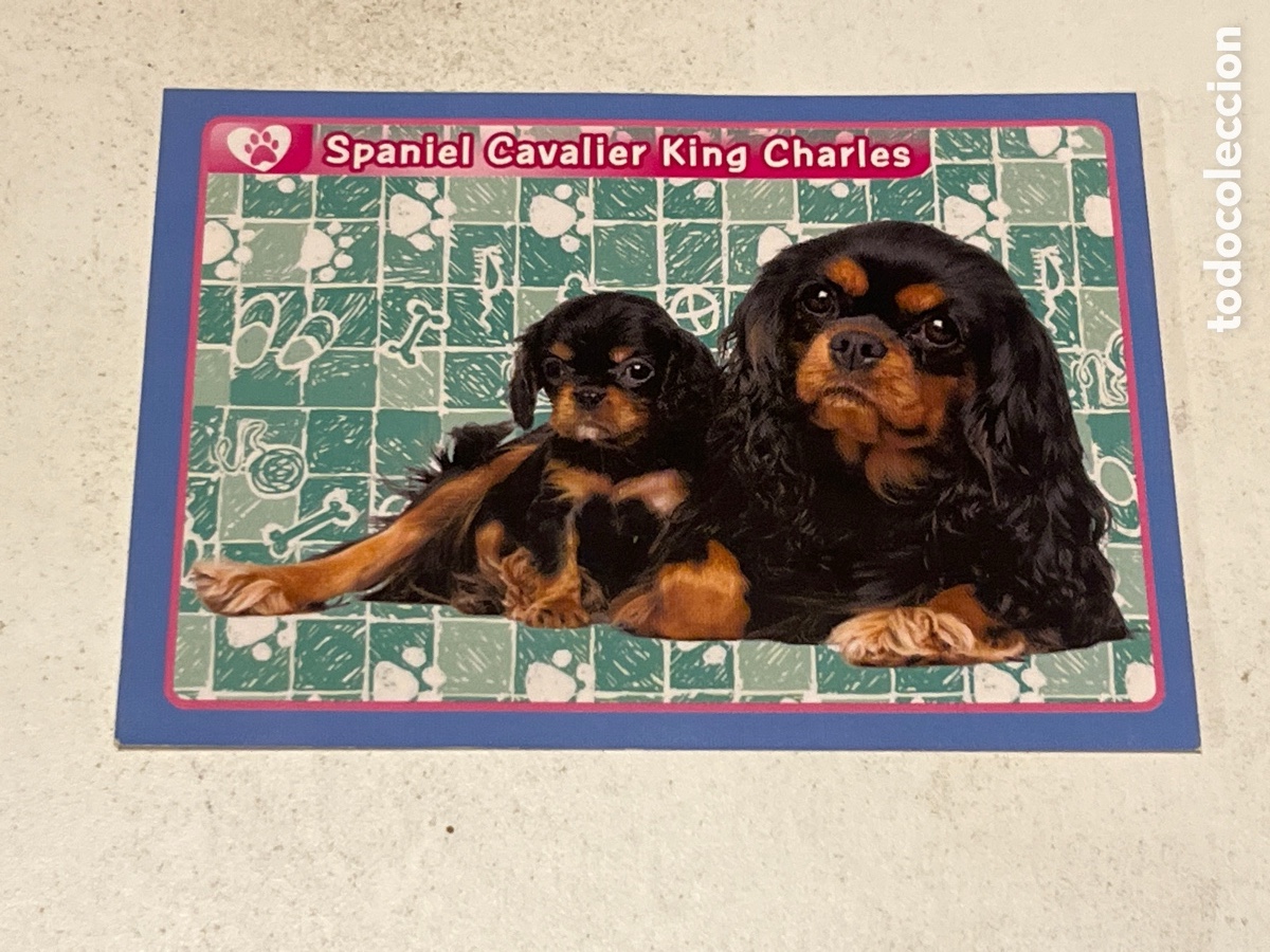 Coleccionismo cromos antiguos: Cromo Panini Animales de El Gran &Aacute;lbum del Mundo Animal 2013 N&ordm;103 Spaniel Cavalier King Charles
