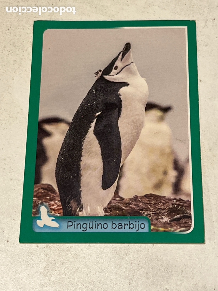 Coleccionismo cromos antiguos: Cromo Panini Animales de El Gran &Aacute;lbum del Mundo Animal 2014 N&ordm;033 Ping&uuml;ino Barbijo