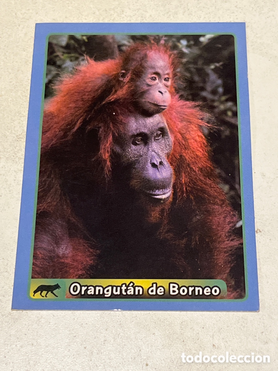 Coleccionismo cromos antiguos: Cromo Panini Animales de El Gran &Aacute;lbum del Mundo Animal 2013 N&ordm;161 Orangut&aacute;n de Borneo