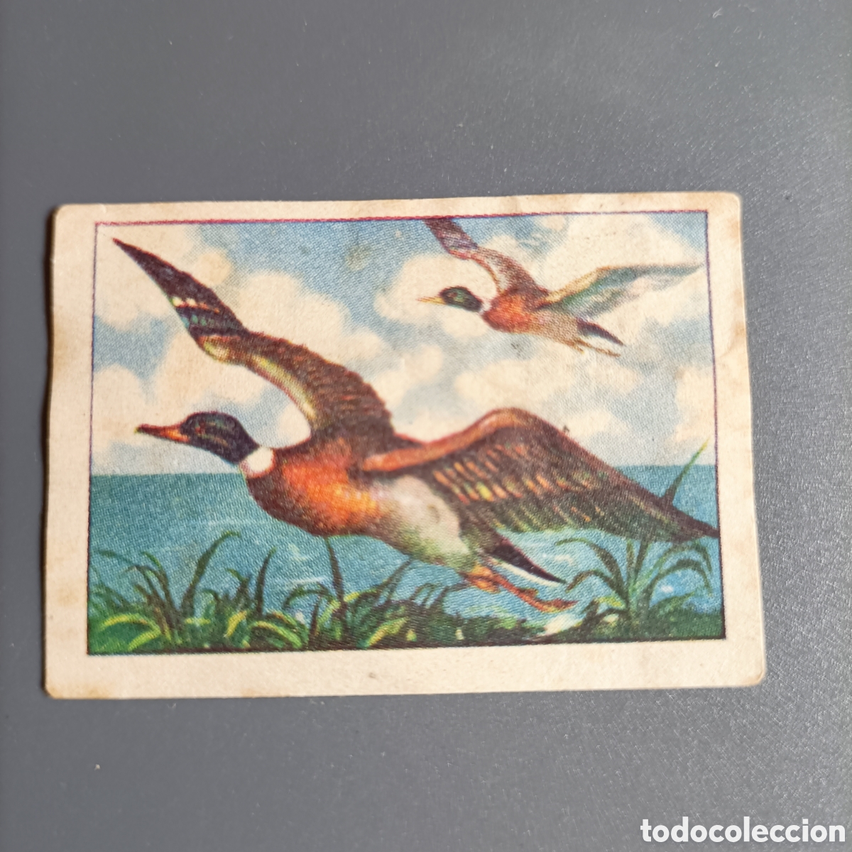Coleccionismo cromos antiguos: ANTIGUO CROMO. ZOOLOG&Iacute;A GRAFICA. VERTEBRADOS. SERIE 11 №3 PATO SILVESTRE