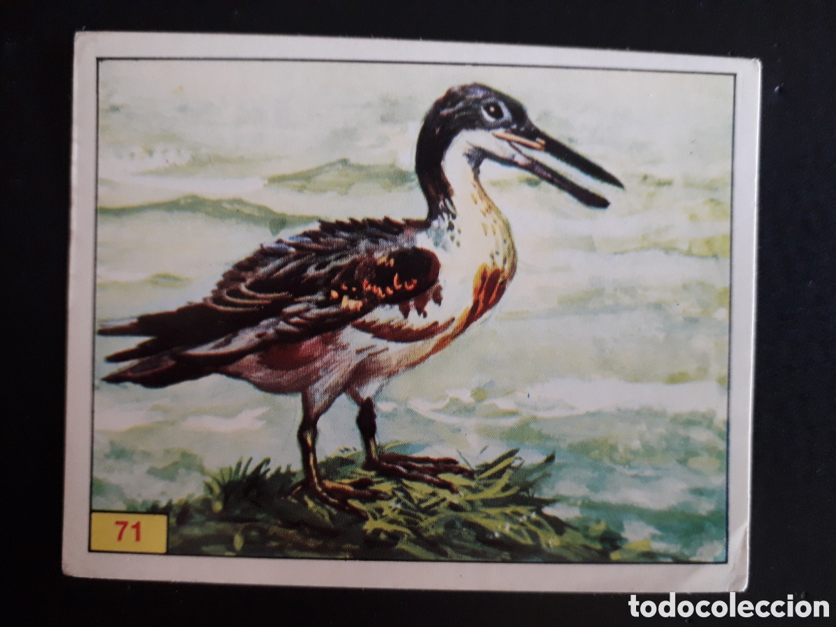 Sammeln alte Sammelbilder: DINOSAURS / DINOSAURIOS N&deg; 71 PANINI 1992 SIN PEGAR PEDIDO M&Iacute;NIMO 3&euro;