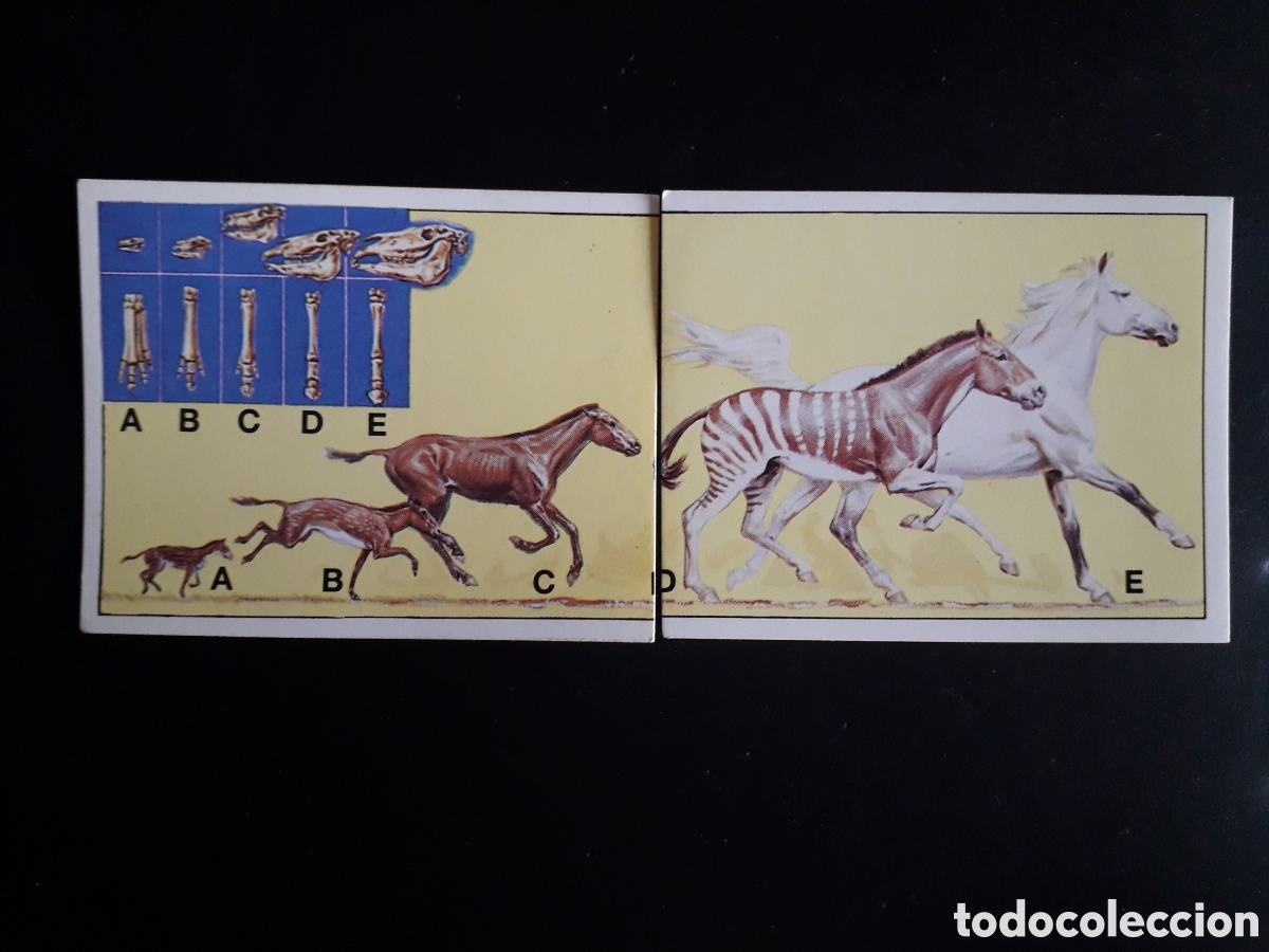 Coleccionismo cromos antiguos: DINOSAURS / DINOSAURIOS N&deg; 122 Y 123 PANINI 1992 SIN PEGAR PEDIDO M&Iacute;NIMO 3&euro;.